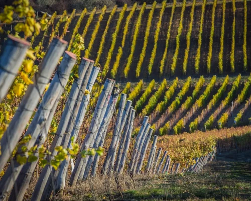 Wineries in Moldova